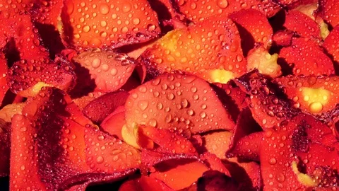 Rose petals with dew drops moving background Stock Footage 124210657