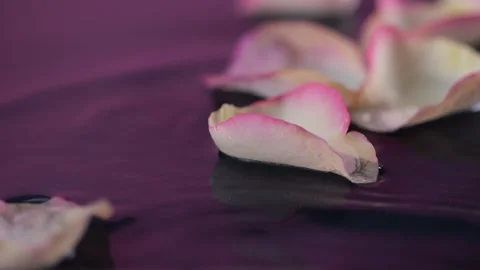 Rose petals with dewdrops fall onto the water, creating ripples and splashe.. 스톡 동영상 301351165