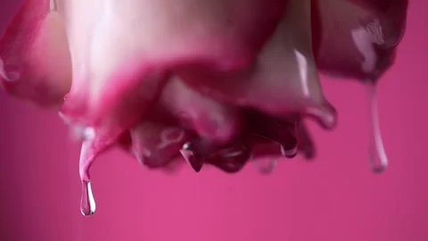 Rose petals drip thick rose oil in slow motion, leaving trails behind. Macr.. Stock Footage 297907938