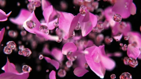 Rose petals exploding with water drops in slow motion 4K Stock Footage 149407820