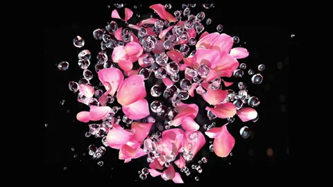 Rose petals exploding with water drops in slow motion 4K Stock Footage 149407973