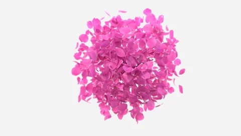 Rose Petals Explosion isolated on White Background 動画素材 147592089
