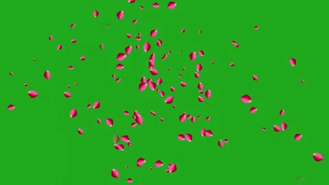 Rose Petals Extraction Animation Stock Footage 336656333