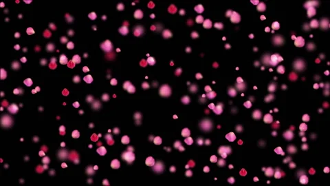 Rose petals fall down. Depth of field.Animation of romantic flying light red Stock Footage 98610364