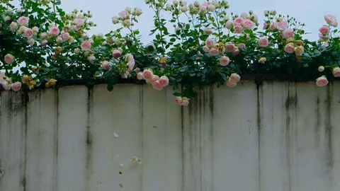Rose petals fall to the earth in may Video stock 108737884
