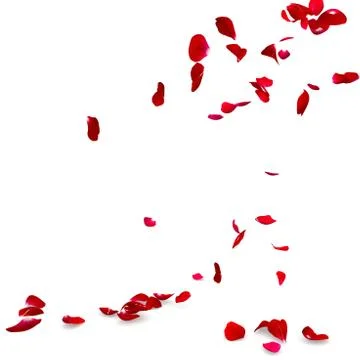 Rose petals fall to the floor Stock Illustration