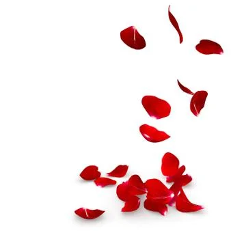 Rose petals fall to the floor Stock Illustration