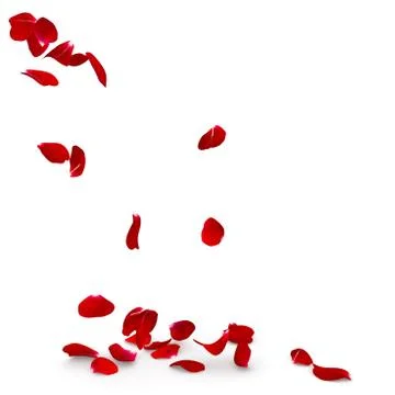 Rose petals fall to the floor Stock Illustration