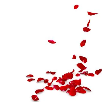 Rose petals fall to the floor Stock Illustration