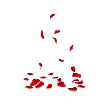 Rose petals fall to the floor Stock Illustration