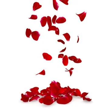 Rose petals fall to the floor Stock Illustration