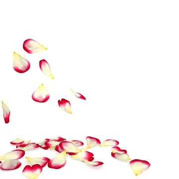 Rose petals fall to the floor Stock Illustration