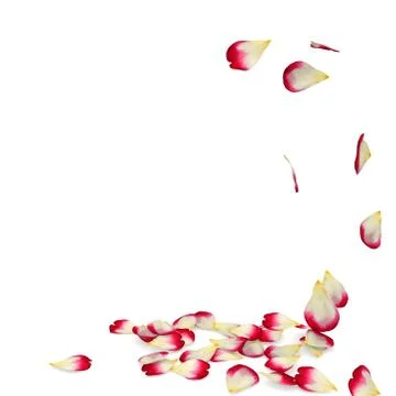 Rose petals fall to the floor Stock Illustration