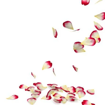 Rose petals fall to the floor Stock Illustration
