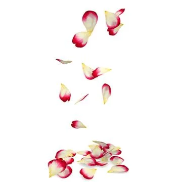Rose petals fall to the floor Stock Illustration