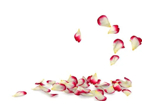 Rose petals fall to the floor Stock Illustration