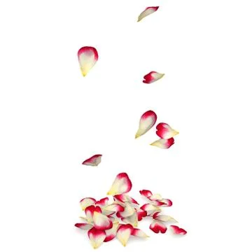 Rose petals fall to the floor Stock Illustration