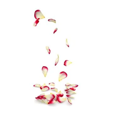 Rose petals fall to the floor Stock Illustration