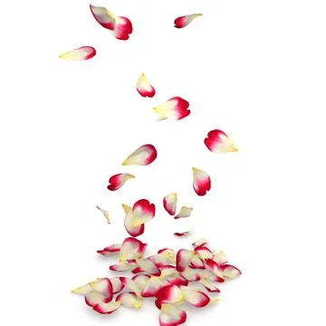 Rose petals fall to the floor Stock Illustration