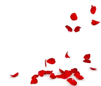 Rose petals fall to the floor Stock Illustration