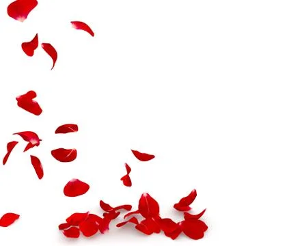 Rose petals fall to the floor Stock Illustration