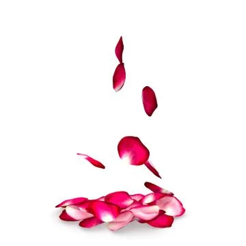 Rose petals fall to the floor Stock Illustration
