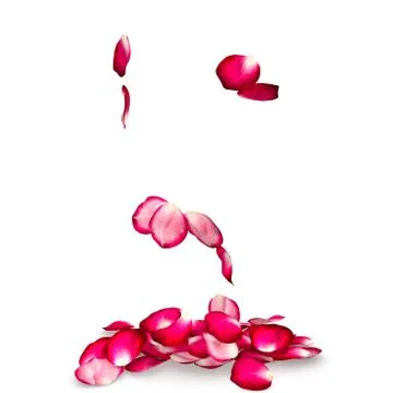 Rose petals fall to the floor Stock Illustration