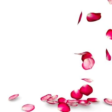 Rose petals fall to the floor Stock Illustration