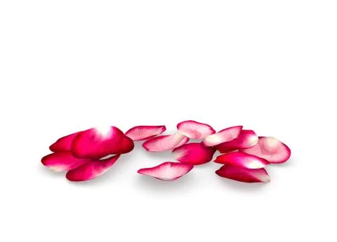Rose petals fall to the floor Stock Illustration