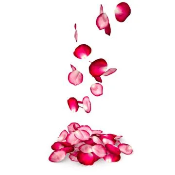 Rose petals fall to the floor Stock Illustration