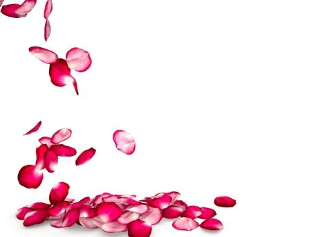 Rose petals fall to the floor Stock Illustration
