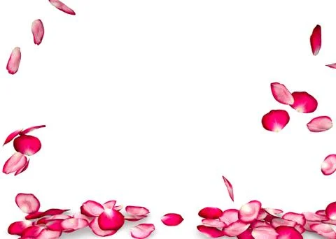 Rose petals fall to the floor Stock Illustration