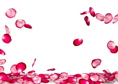 Rose petals fall to the floor Stock Illustration
