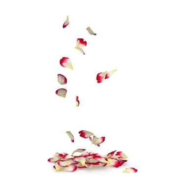 Rose petals fall to the floor Stock Illustration
