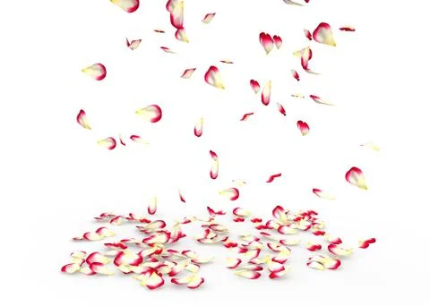 Rose petals fall to the floor Illustrazione stock