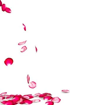 Rose petals fall to the floor Stock Illustration