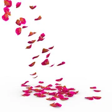 Rose petals fall to the floor Stock Photos