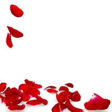 Rose petals fall to the floor Stock Photos