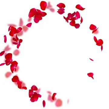 Rose petals fall to the floor Stock Photos