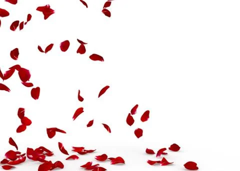 Rose petals fall to the floor Stock Photos