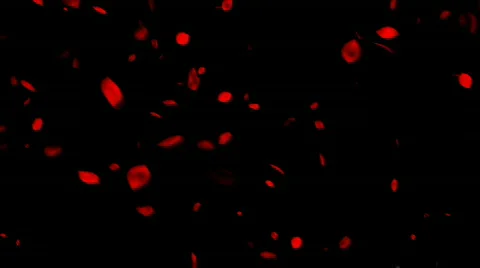 Rose petals fall Video stock 498247