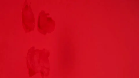 Rose petals fall on a red background. Futaj, February 14 is Valentine's Day Stock Footage 145680654