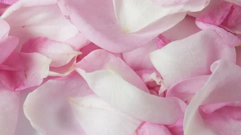 Rose petals fallen Video stock 91187791