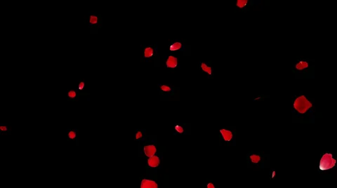 Rose petals falling 20s Video stock 35043042