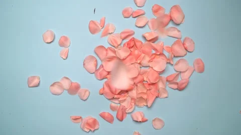 Rose petals falling on the blue background Stock Footage 154087444
