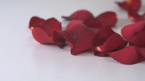 Rose petals falling down. Video stock 71106051