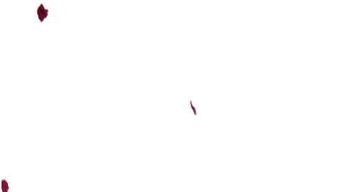 Rose Petals falling down Video stock 81491705