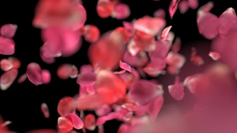 Rose Petals Falling Down Stock Footage 104775934