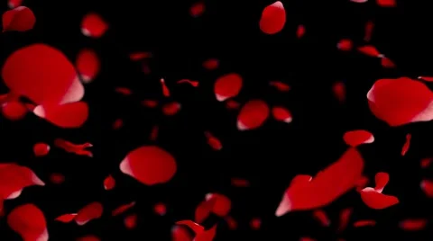 Rose petals falling - Drop once - Shallow Depth of Field Stock Footage 5299528