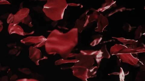 Rose petals falling Stock Footage 154015427